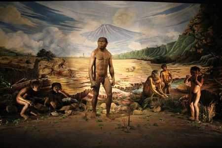 Etalase manusia purba di Museum Sangiran